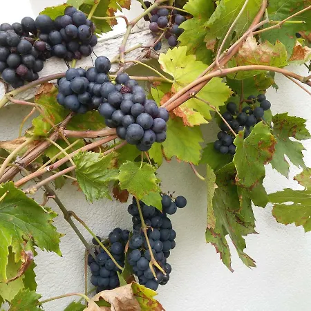 Hil Βίλα Rakovica